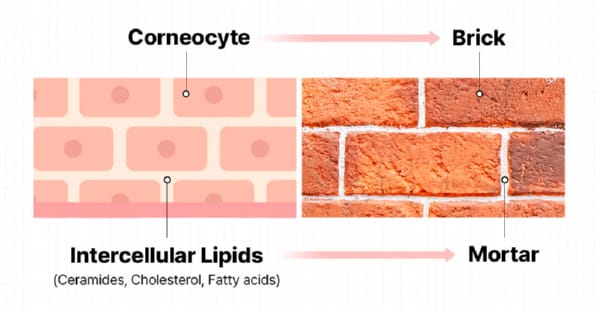 Skin Barrier Brick and Mortar Analogy